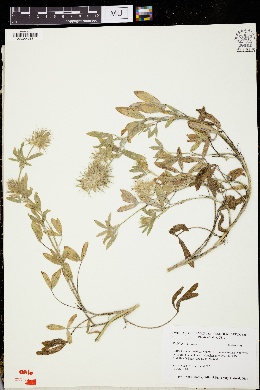 Image of Trifolium dasyurum
