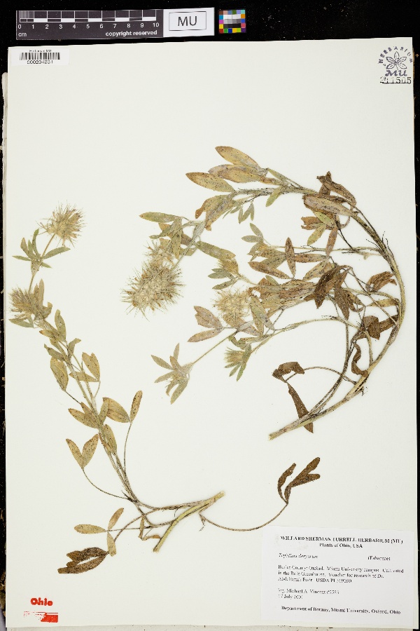 Trifolium dasyurum image