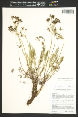 Image of Lomatium swingerae