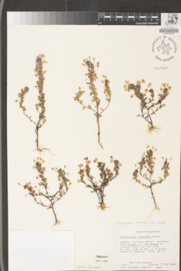 Triphysaria eriantha subsp. rosea image