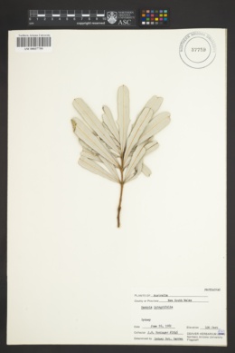 Banksia integrifolia image