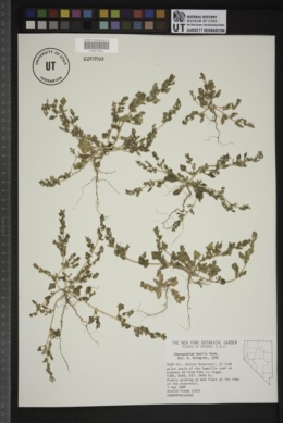Chenopodium humile image