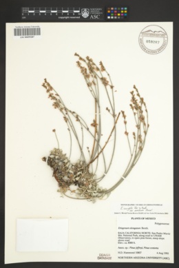 Eriogonum wrightii var. oresbium image