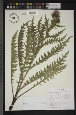 Cirsium calcareum image