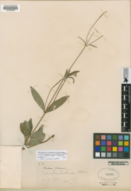 Image of Alloispermum palmeri