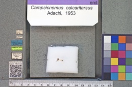 Campsicnemus calcaritarsus image