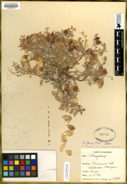 Astragalus gilmanii image