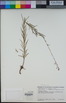 Gaura hexandra subsp. hexandra image