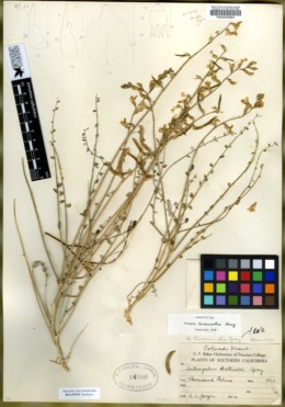 Astragalus tricarinatus image