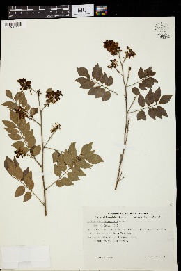 Lonchocarpus lanceolatus image