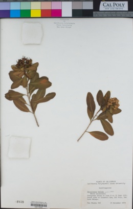 Image of Escallonia bifida