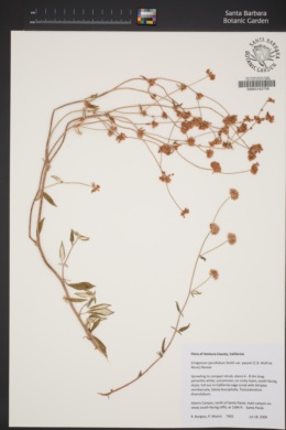 Eriogonum parvifolium subsp. paynei image