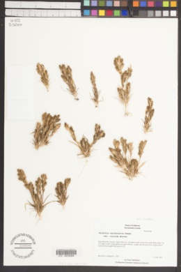 Orcuttia californica var. viscida image