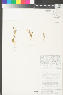 Chorizanthe brevicornu var. spathulata image