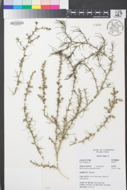 Image of Salsola tragus