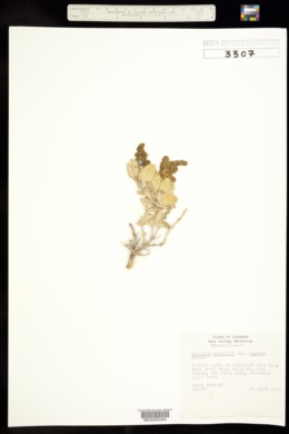 Atriplex cuneata subsp. cuneata image