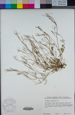 Cardamine oligosperma image