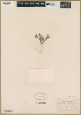 Phacelia ivesiana image