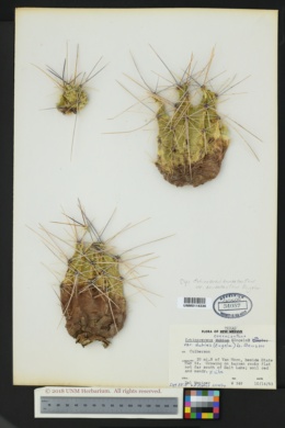 Echinocereus enneacanthus var. dubius image
