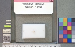 Pediobius imbreus image