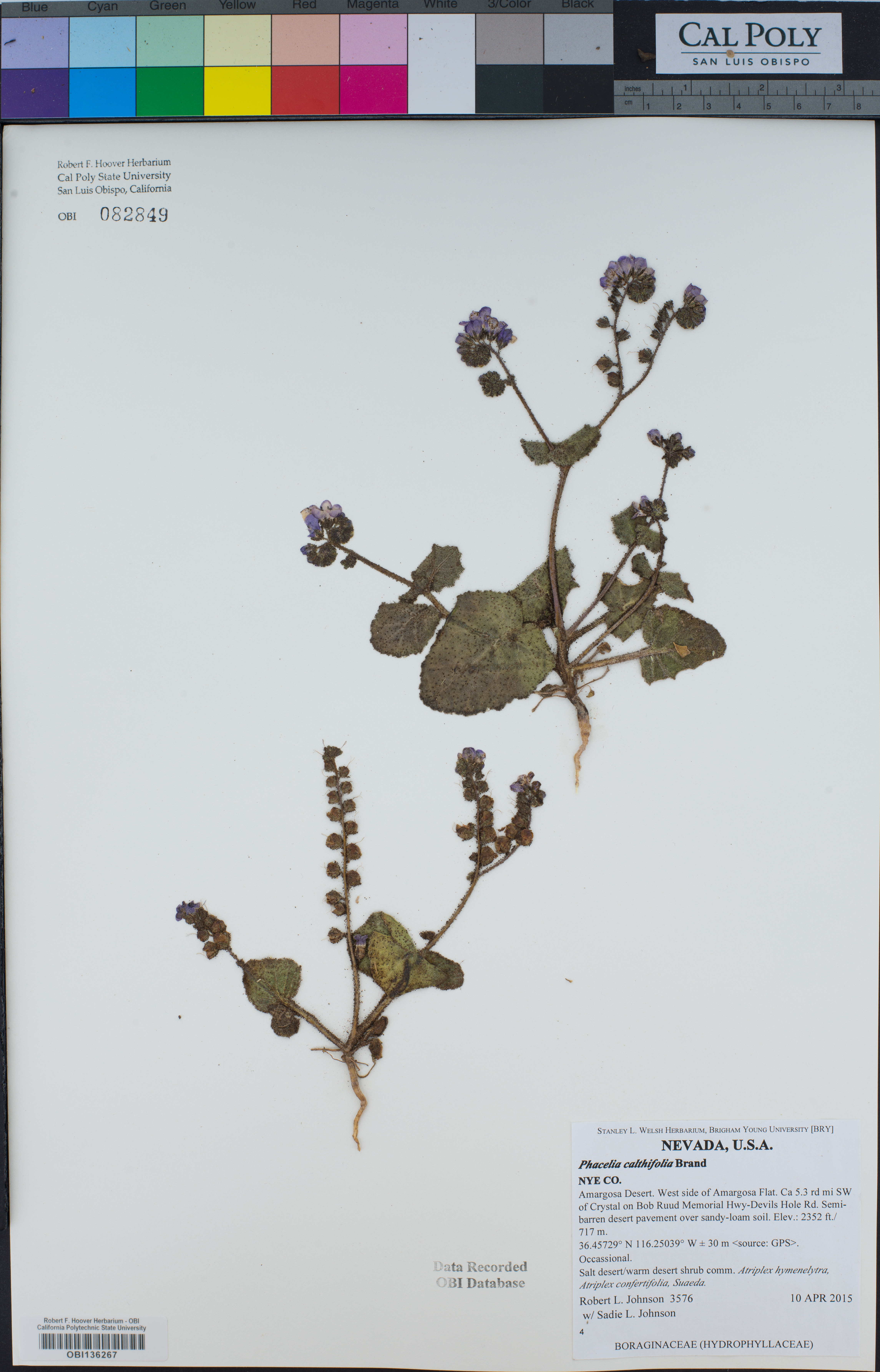 Image of Phacelia calthifolia
