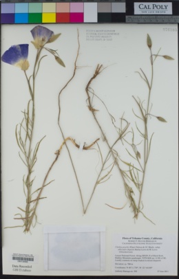 Clarkia gracilis subsp. albicaulis image