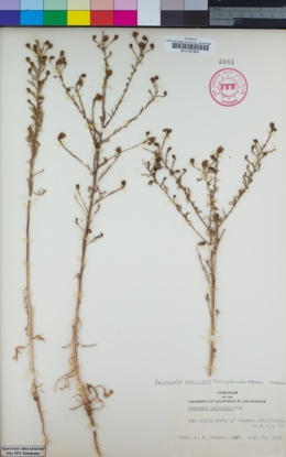 Image of Deinandra paniculata