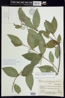 Carolus chlorocarpus image