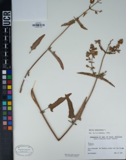 Salvia canariensis image