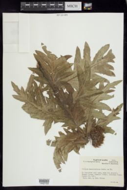 Cirsium kamtschaticum image