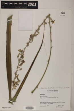 Hesperaloe funifera image