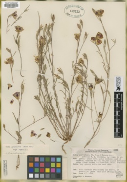 Godetia parviflora var. luteola image