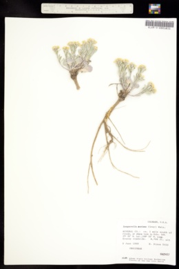 Image of Physaria montana