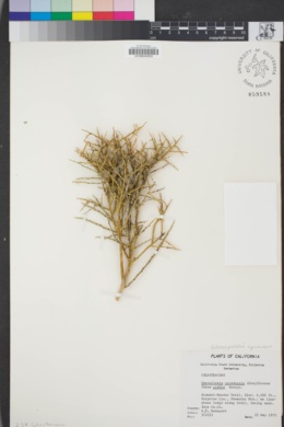 Image of Glossopetalon spinescens
