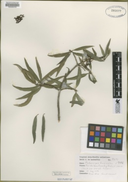 Image of Podocarpus fasciculus