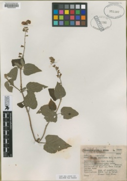Salvia capillosa image