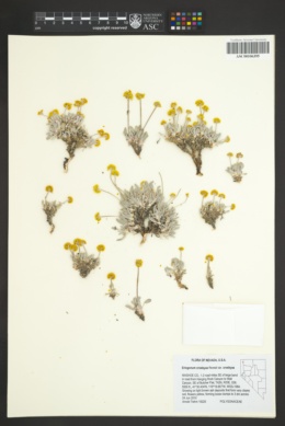 Eriogonum crosbyae var. crosbyae image