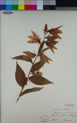 Image of Campanula latifolia