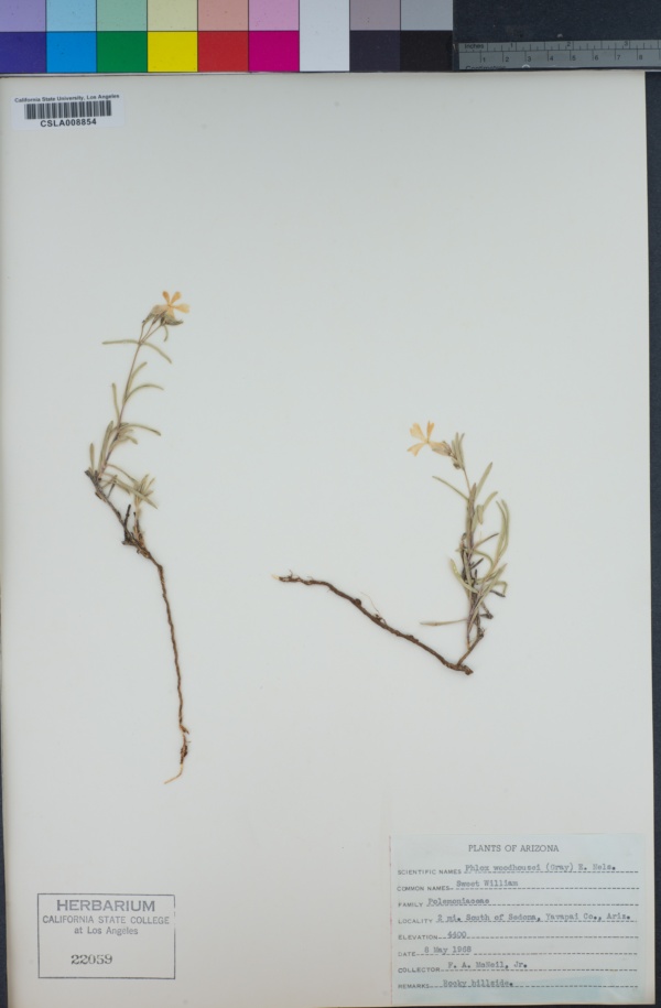 Phlox speciosa subsp. woodhousei image