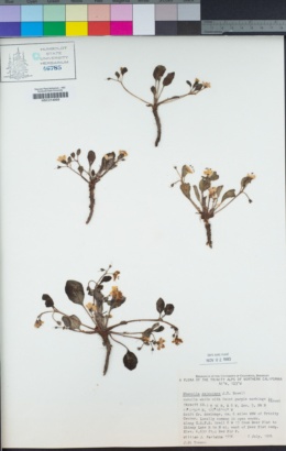Howellanthus dalesianus image