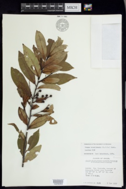 Prunus brasiliensis image
