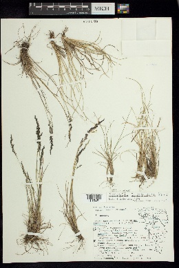 Image of Agrostis bourgaei