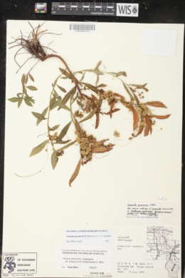 Cuscuta polygonorum image