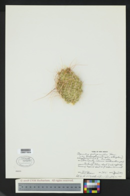 Opuntia polyacantha var. trichophora image