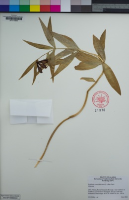 Image of Fritillaria camschatcensis