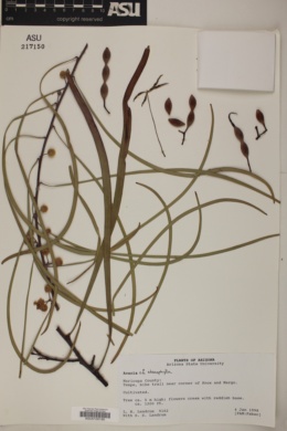Acacia stenophylla image
