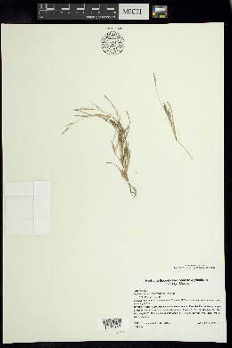 Muhlenbergia decumbens image