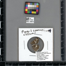 Pyrgus communis image