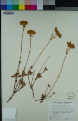 Eriogonum umbellatum var. polyanthum image