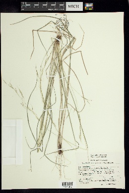 Triniochloa stipoides image
